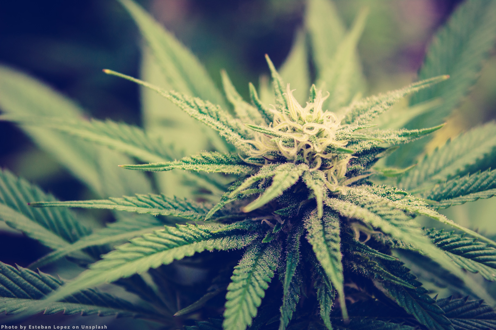 Fat Panda Weed Experience in Chiang Mai | Popup CNX