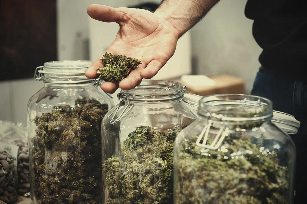 Quality and Safety Inside the Best Cannabis Club Lloret de Mar