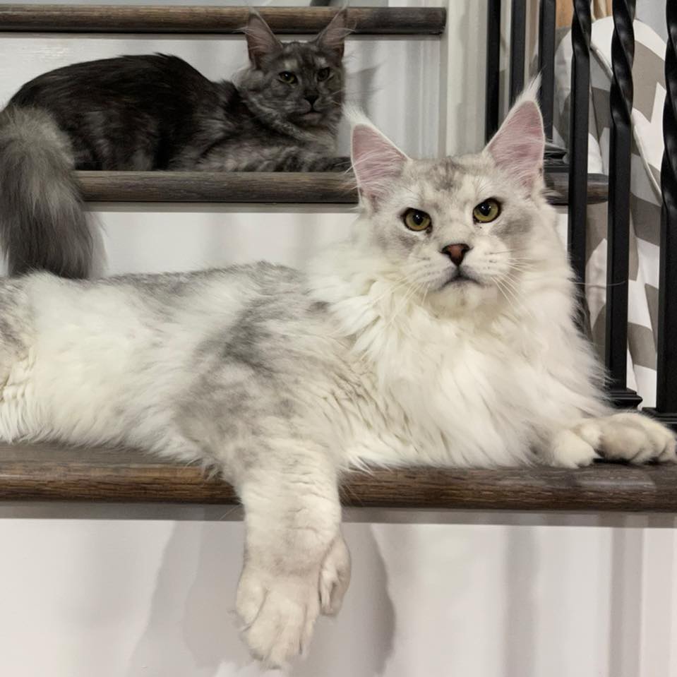 Find Beautiful Maine Coon Kittens for Sale Near You