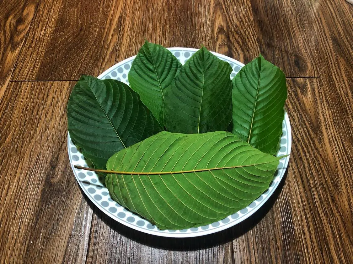Buy Kratom Chiang Mai: The Best Online Stores