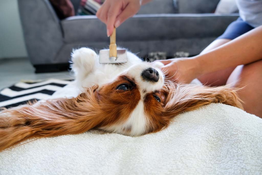 Get Your Pet Certificate Stress-Free Using Vet Home Certs