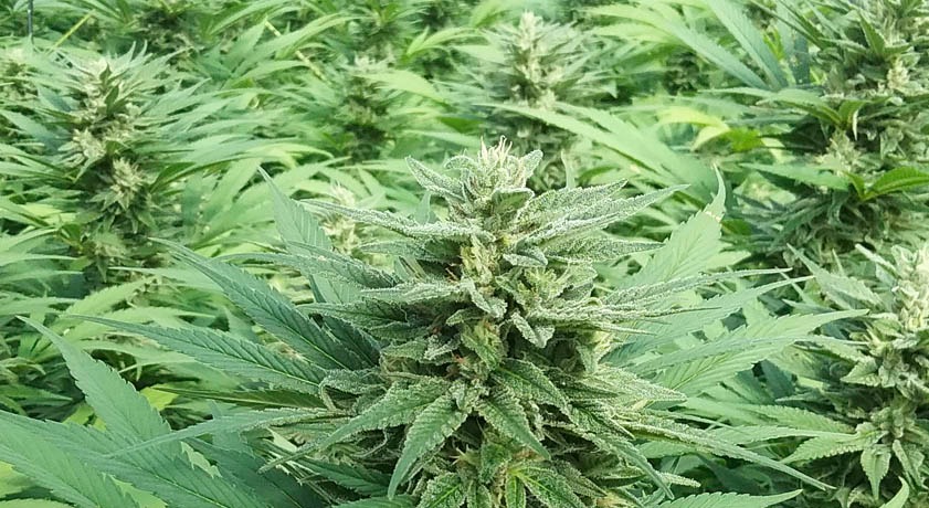 Explore Exclusive Private Cannabis Club with Clubs Cannabis Madrid