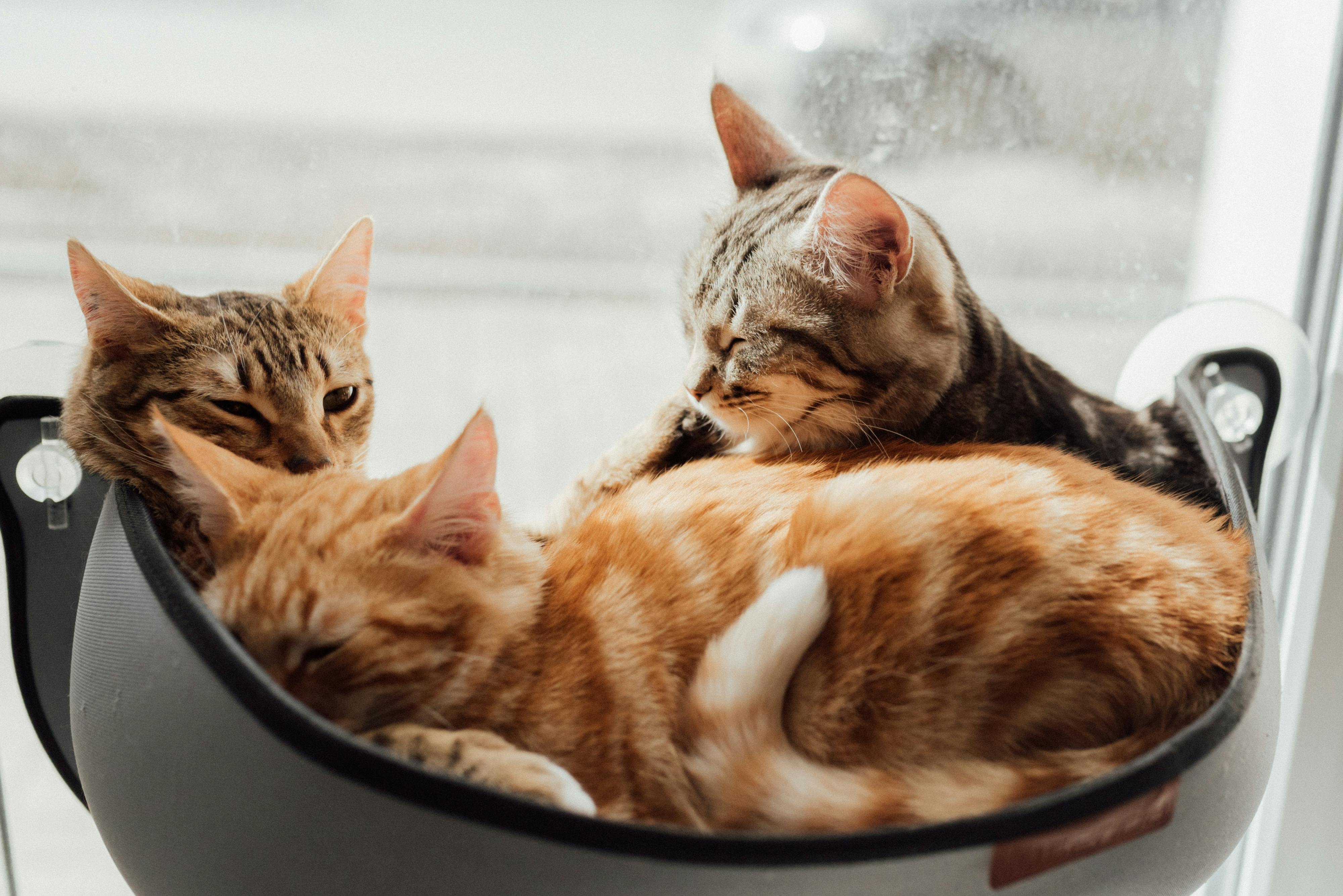 Healthy Maine Coon Kittens for Sale Northern California and Beyond