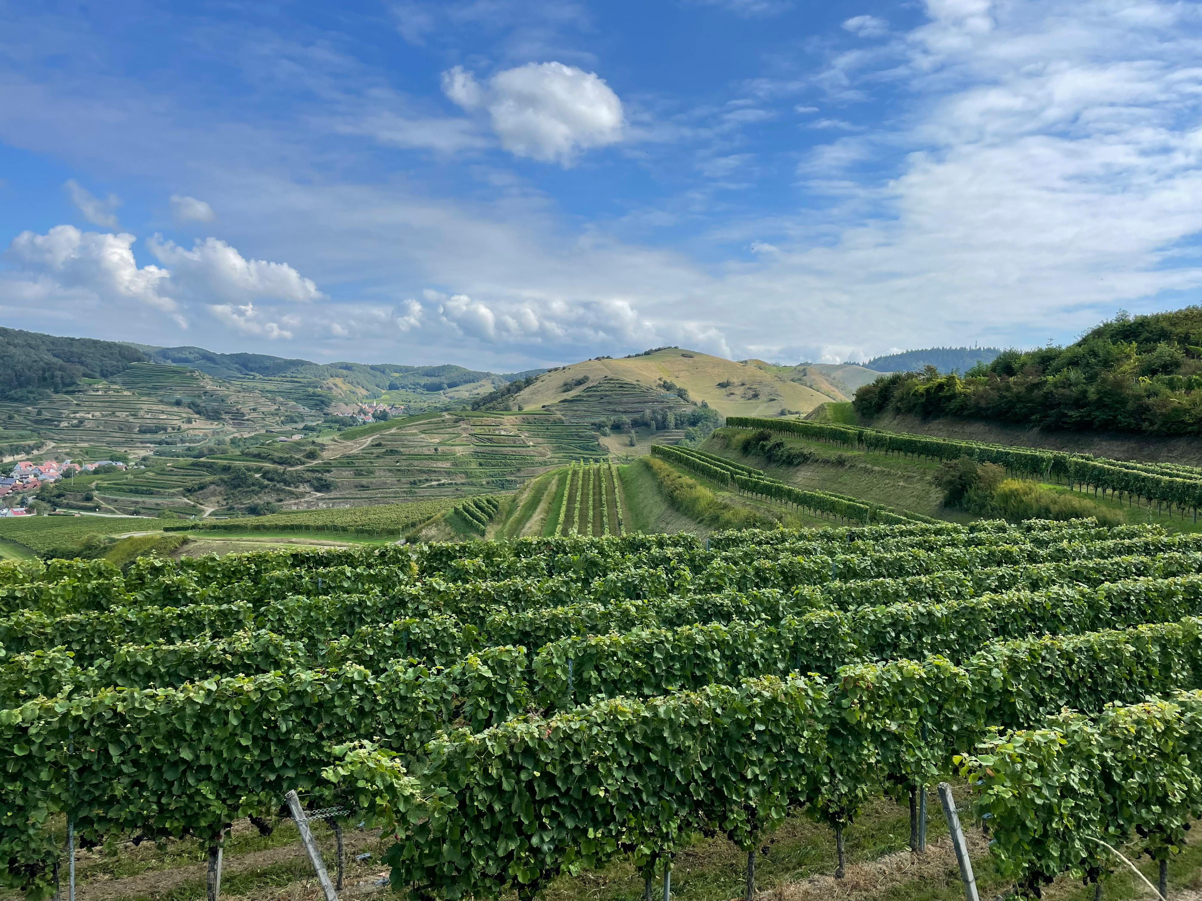 Experience Authentic California Wine at Sacramento Wineries