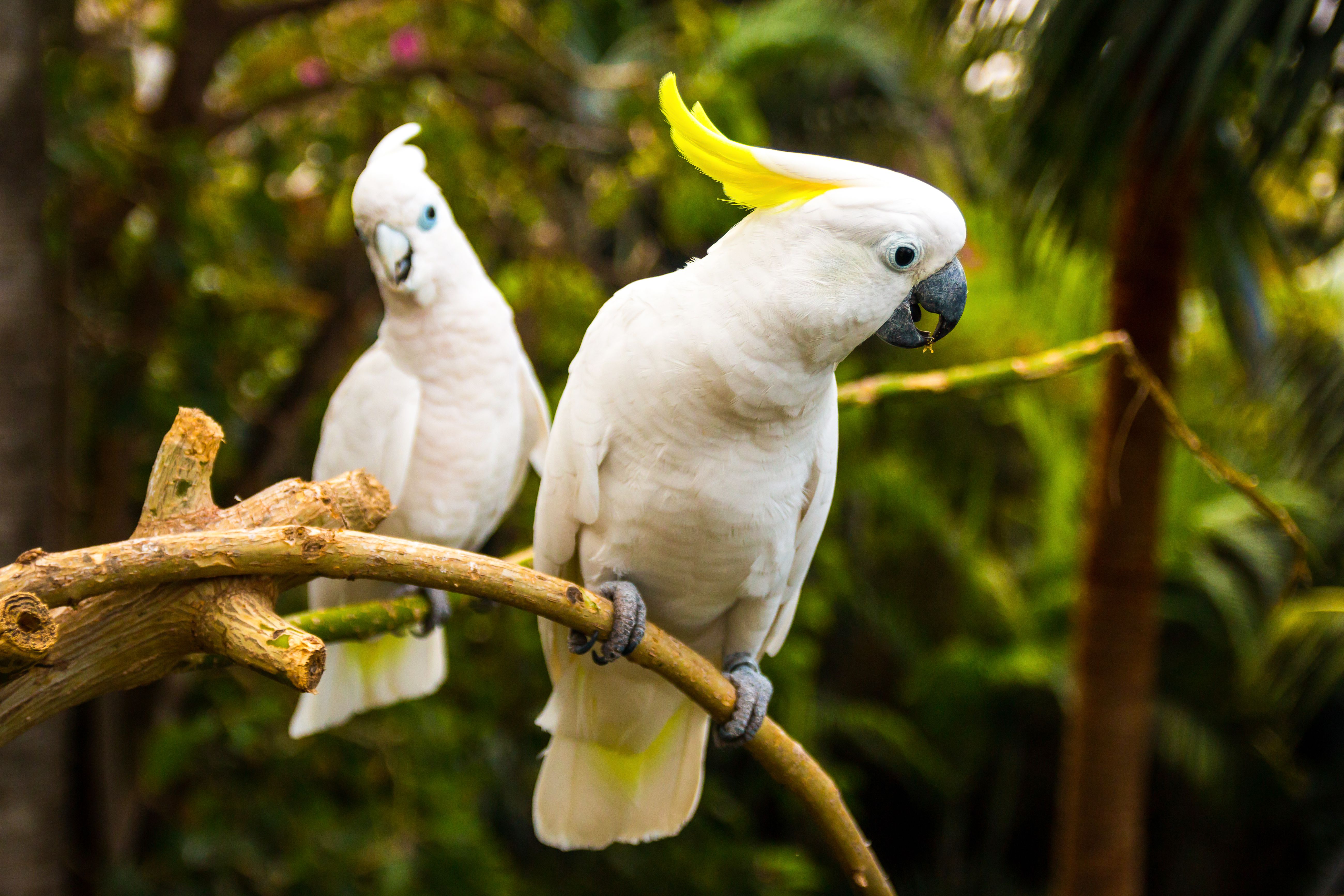 Exotic Birds – Candle Tested &amp; Verified Amazing Birds Farm