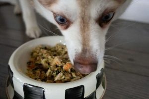 how much does farmers dog cost