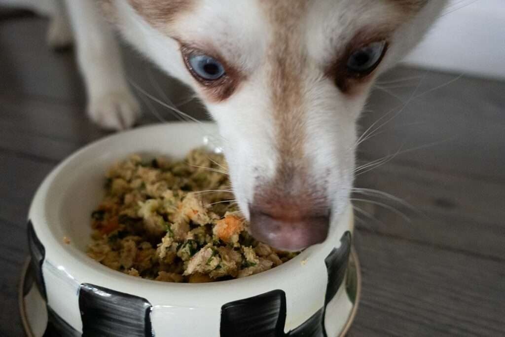 how much does farmers dog cost